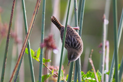 Cistothorus apolinari