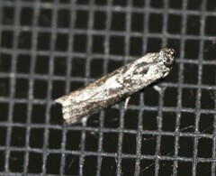 Sciota melanostyla