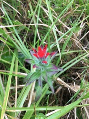 Castilleja arvensis arvensis