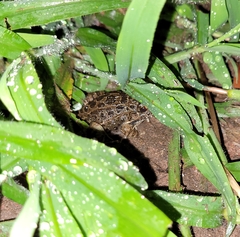 Leptodactylus fuscus