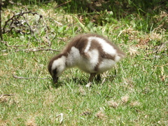 Chloephaga poliocephala