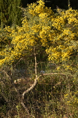 Cytisus