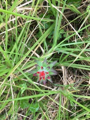 Castilleja arvensis arvensis
