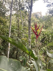 Heliconia subulata