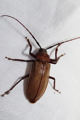 Agrianome spinicollis