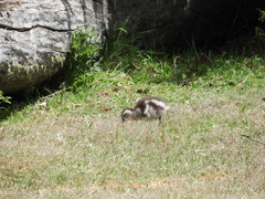 Chloephaga poliocephala