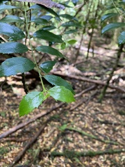 Atherosperma moschatum