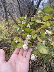 Symphoricarpos