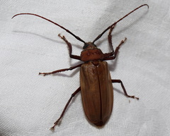 Agrianome spinicollis