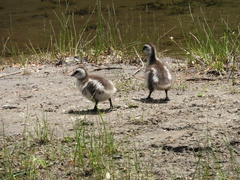 Chloephaga poliocephala