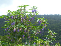 Strobilanthes callosa