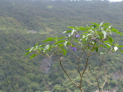 Strobilanthes callosa