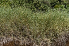 Elymus athericus