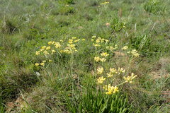 Helichrysum miconiifolium
