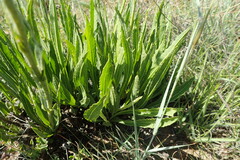 Helichrysum miconiifolium