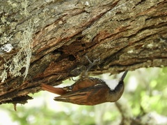 Pygarrhichas albogularis