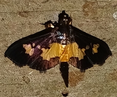 Salbia zena