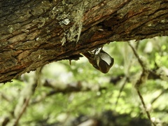 Pygarrhichas albogularis