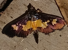 Salbia zena