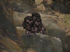 Chrotopterus auritus