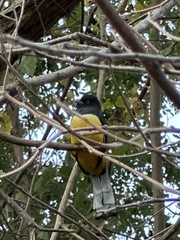 Trogon citreolus