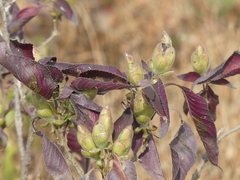 Strobilanthes callosa