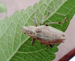 Naupactus xanthographus