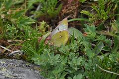 Colias phicomone