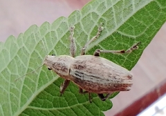 Naupactus xanthographus
