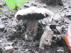 Agaricomycetes