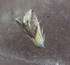 Eublemma cochylioides