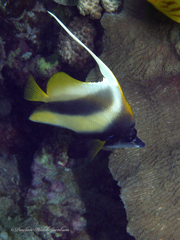 Heniochus intermedius