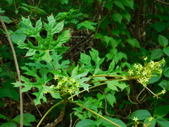 Vasconcellea glandulosa