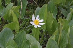 Caltha leptosepala