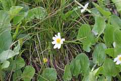 Caltha leptosepala