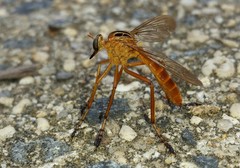 Diogmites neoternatus