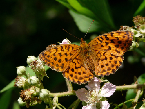 Marbled Fritillary, Jennersdorf, Österreich, photo 8 of 10