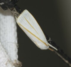 Cryptophasa flavolineata