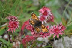 Melitaea varia