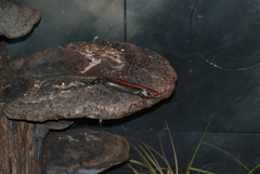 Oligosoma fallai