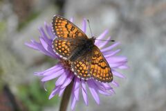Melitaea varia