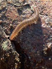 Cleidogona