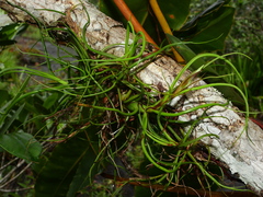 Tillandsia bulbosa