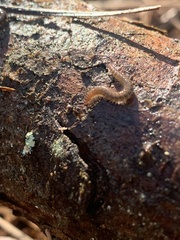 Cleidogona