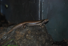 Oligosoma fallai