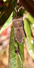 Leptoglossus brevirostris