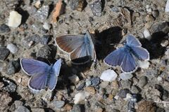 Aricia nicias