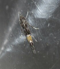 Cosmopterix macrula