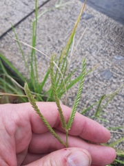 Eleusine indica
