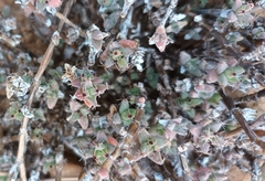 Trichodiadema setuliferum